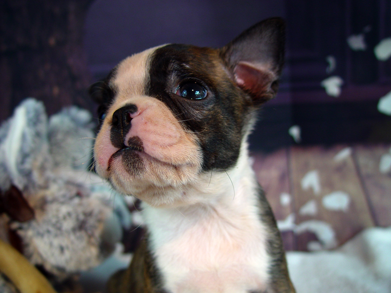 DBT - Available Pups